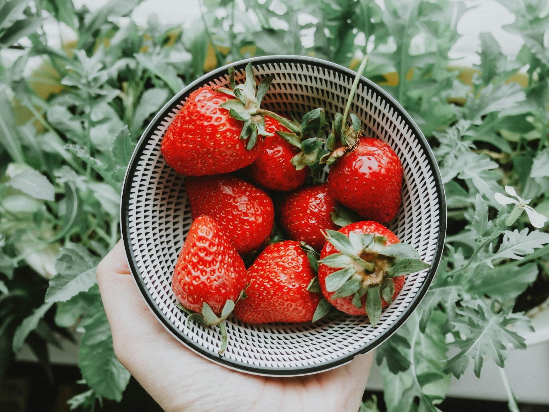 The Best Way to Store Strawberries